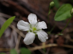 Moehringia