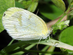 Eurema lucina
