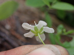 Moehringia