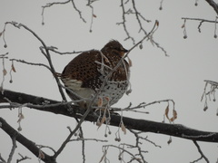 Tympanuchus phasianellus