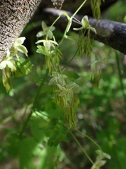 Thalictrum occidentale