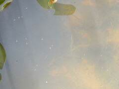 Gerridae