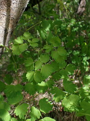 Thalictrum occidentale