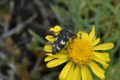 Acmaeodera idahoensis