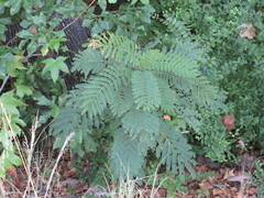 Albizia julibrissin julibrissin