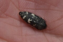 Acmaeodera idahoensis