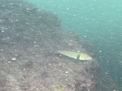 Halichoeres semicinctus