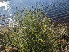 Senecio viscosus