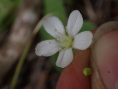 Moehringia