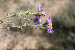 Amellus alternifolius