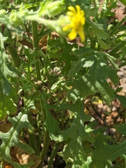 Senecio viscosus