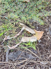Leporidae