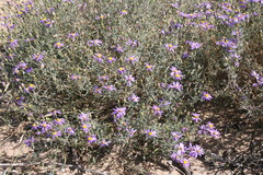 Amellus alternifolius