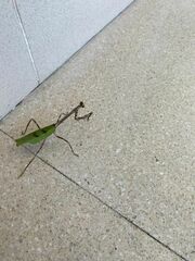 Pseudovates chlorophaea