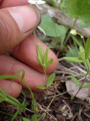 Moehringia