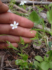Moehringia