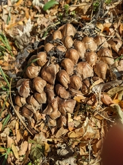 Micacei