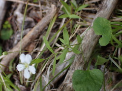 Moehringia