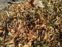 Micacei