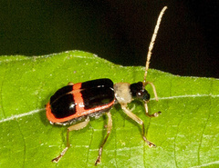 Paratriarius adonis