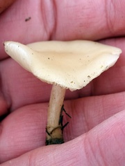 Clitocybe rivulosa