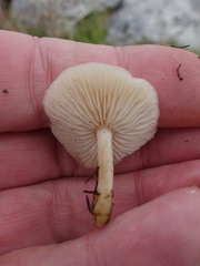 Clitocybe rivulosa