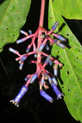Palicourea ovalis