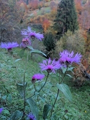 Centaurea phrygia