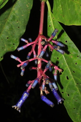 Palicourea ovalis