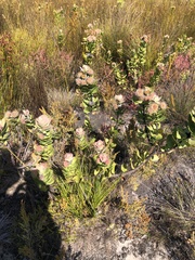 Leucospermum mundii