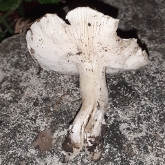 Tricholomella constricta