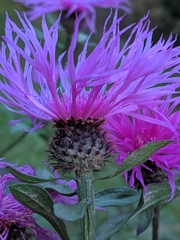 Centaurea phrygia