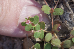 Euphorbia cordifolia