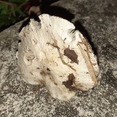 Tricholomella constricta