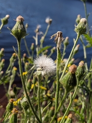 Senecio viscosus