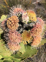 Leucospermum mundii