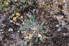 Oxytropis arctica taimyrensis