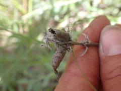 Galegeae