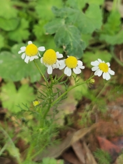 Matricaria chamomilla