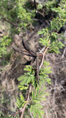 Vachellia farnesiana