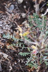 Oxytropis arctica taimyrensis