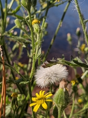 Senecio viscosus