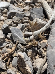 Tomostima cuneifolia