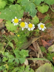 Matricaria chamomilla