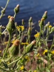 Senecio viscosus