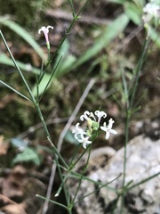 Asperula