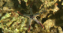 Fromia heffernani