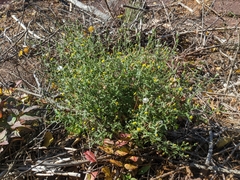 Senecio viscosus