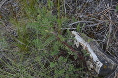 Astragalus collinus