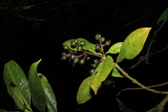 Palicourea ovalis